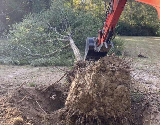 land-clearing06